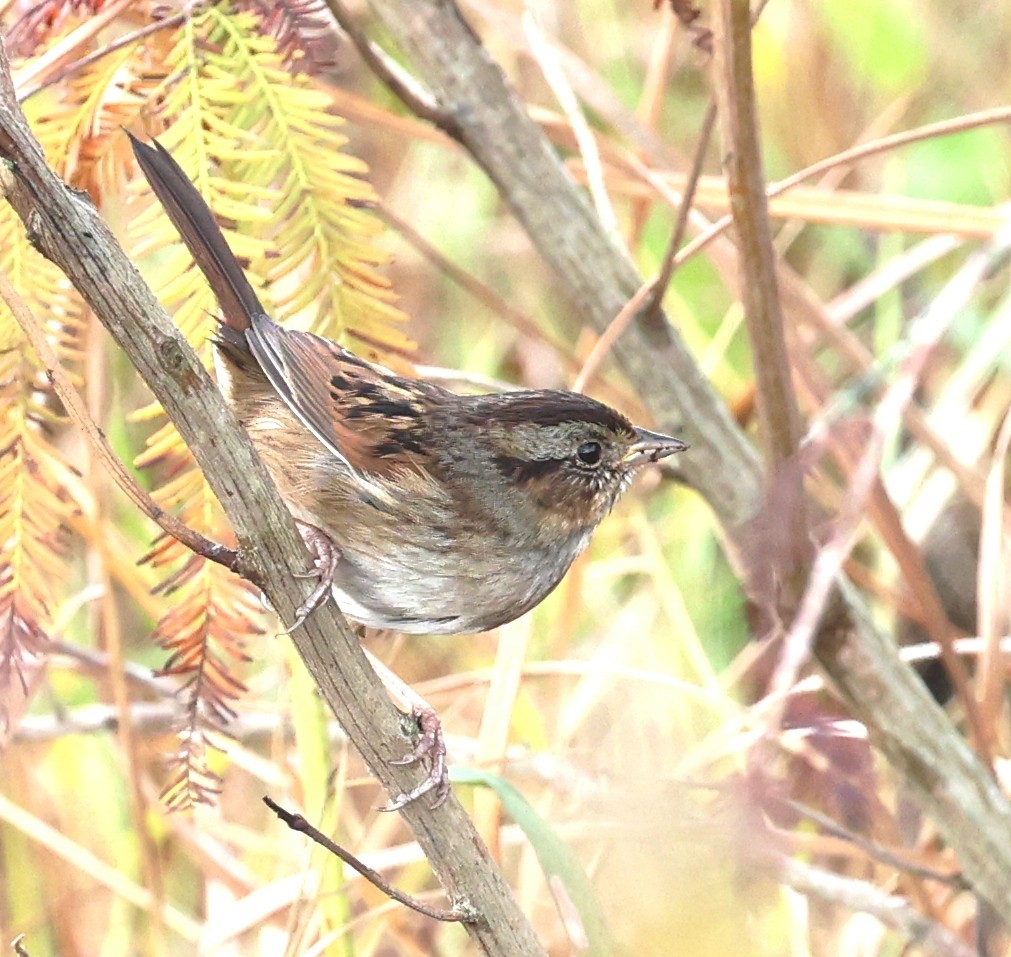 Swamp Sparrow - ML645944318