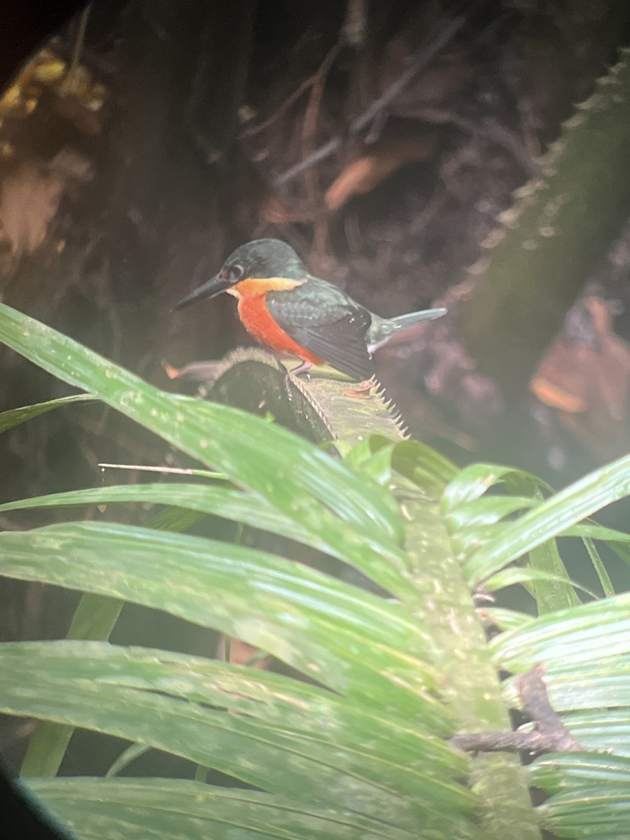 American Pygmy Kingfisher - ML645944319