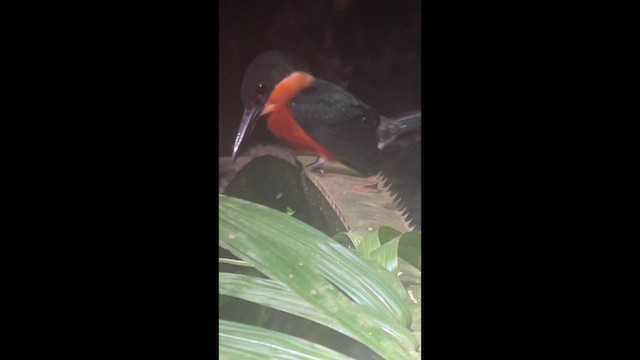 American Pygmy Kingfisher - ML645944320