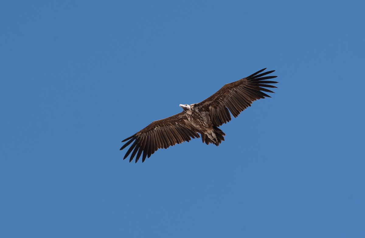 Lappet-faced Vulture - ML645944322