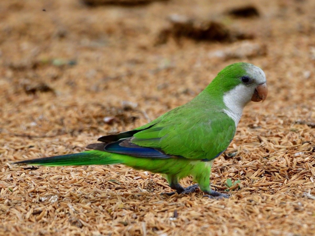 Калита сіроволий - ML645944328