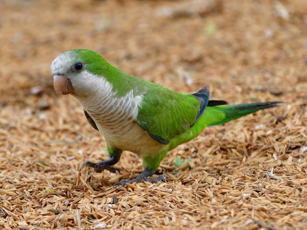 Калита сіроволий - ML645944329