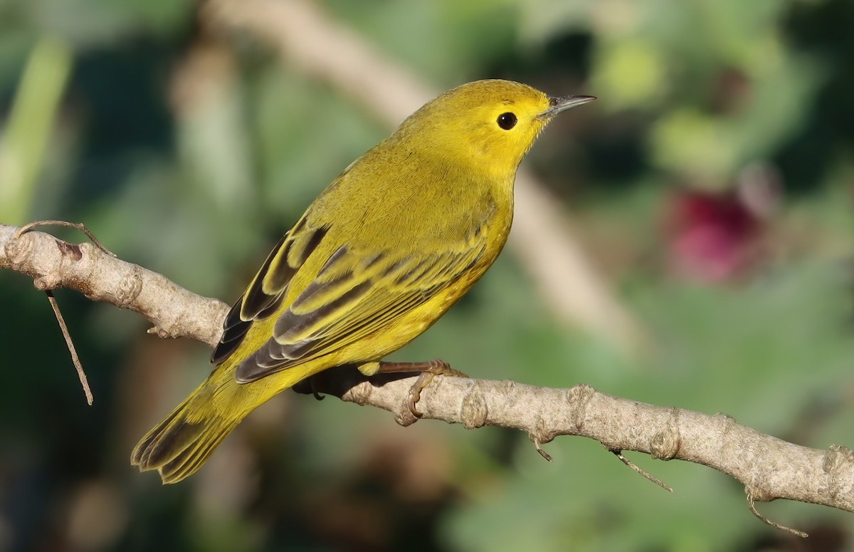 Sarı Ötleğen - ML645944334