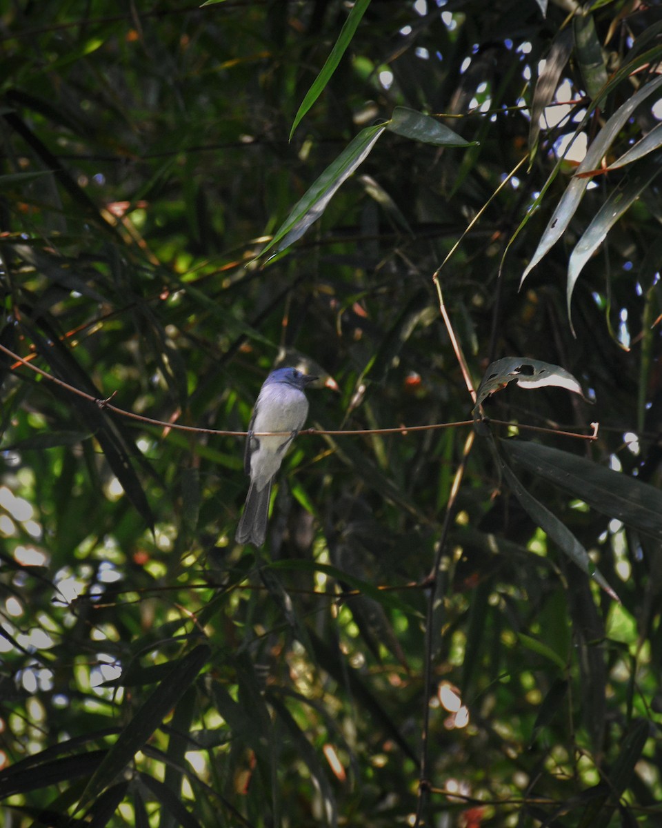 Black-naped Monarch - ML645944335