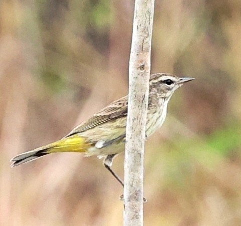 Palm Warbler - ML645944336