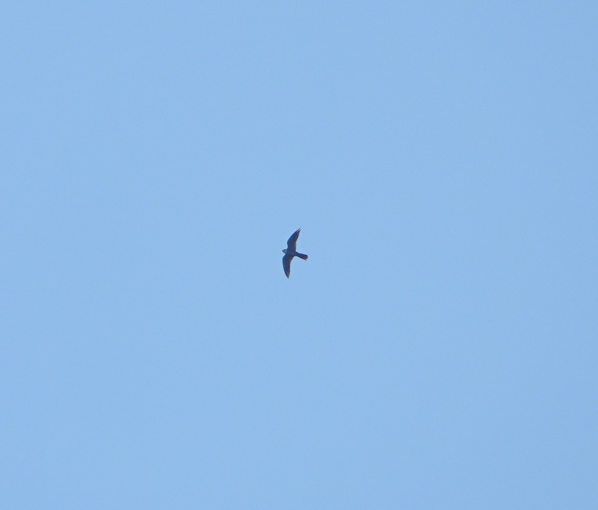 チゴハヤブサ - ML645944338