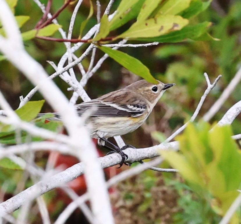 Yellow-rumped Warbler - ML645944339