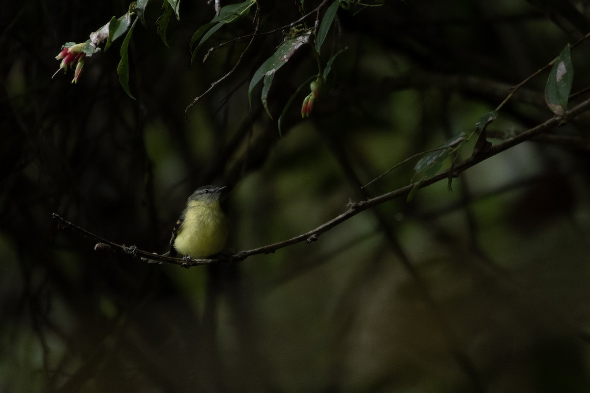 キバラフタスジタイランチョウ - ML645944340