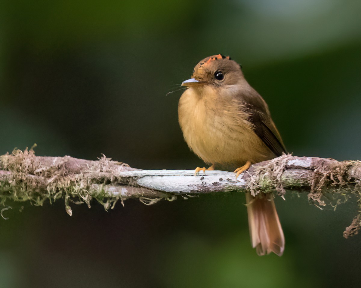 Atlantic Royal Flycatcher - ML645944341