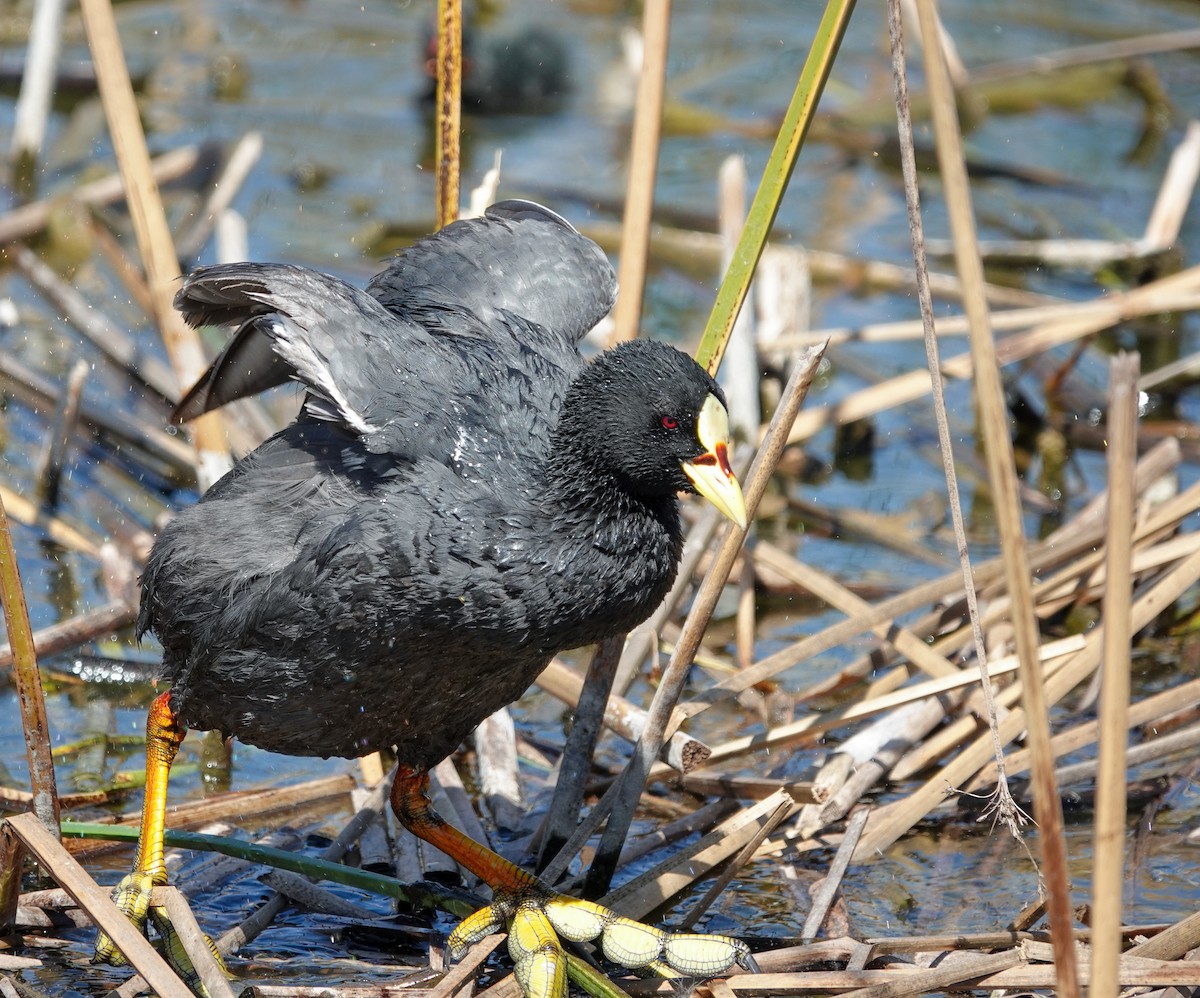Red-gartered Coot - ML645944342