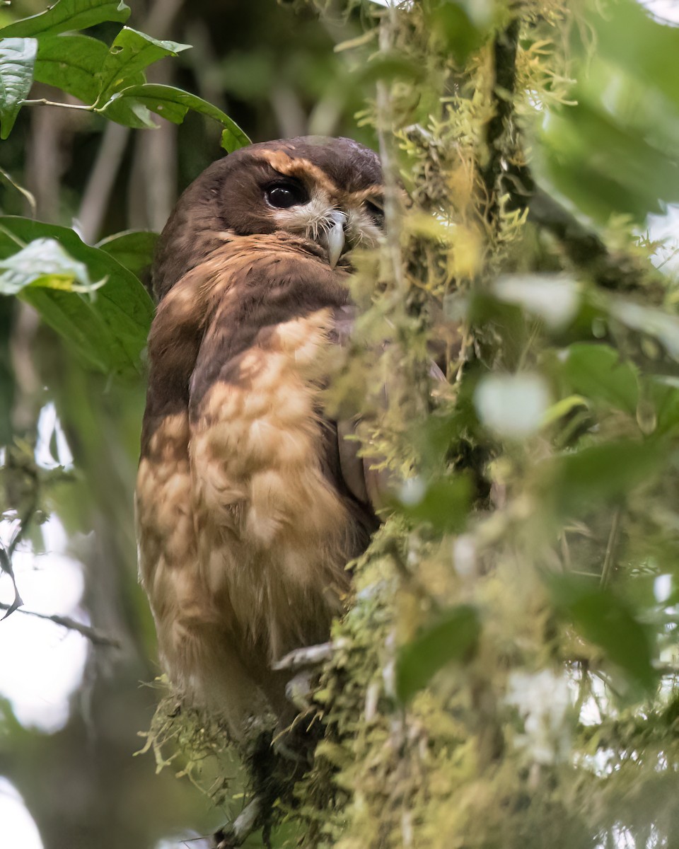 Tawny-browed Owl - ML645944343