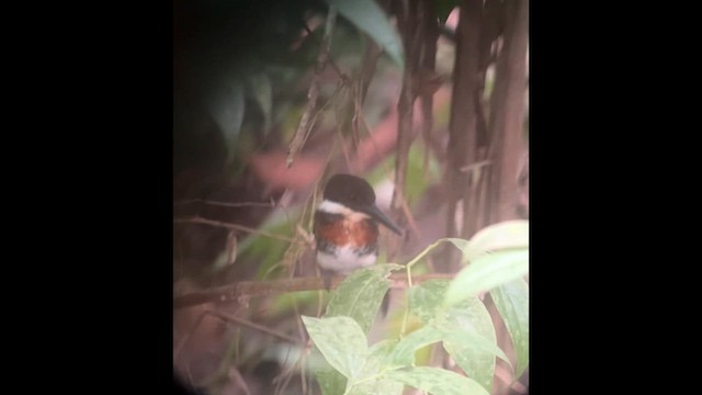 Green Kingfisher - ML645944348