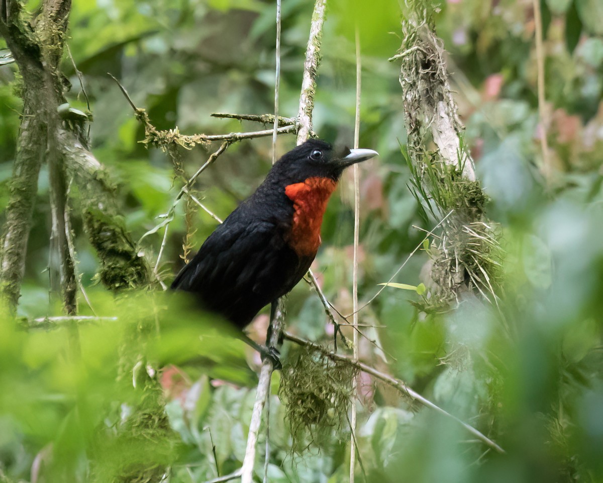 Red-ruffed Fruitcrow - ML645944349