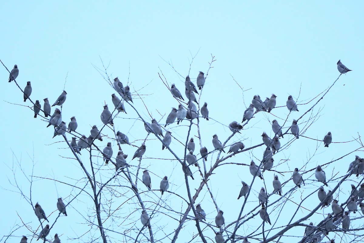Bohemian Waxwing - ML645944352