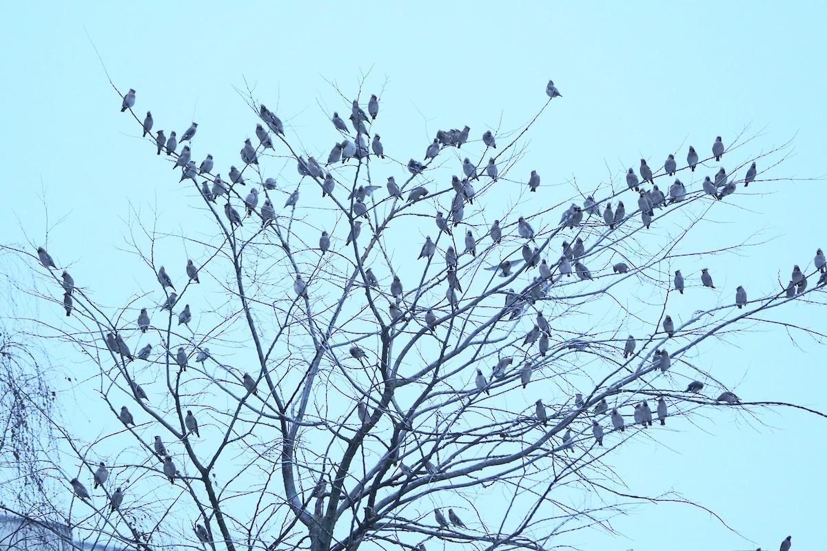 Bohemian Waxwing - ML645944353