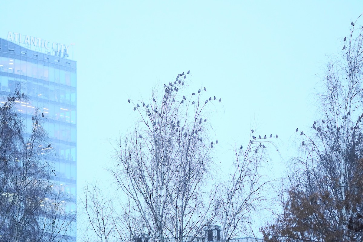 Bohemian Waxwing - ML645944354