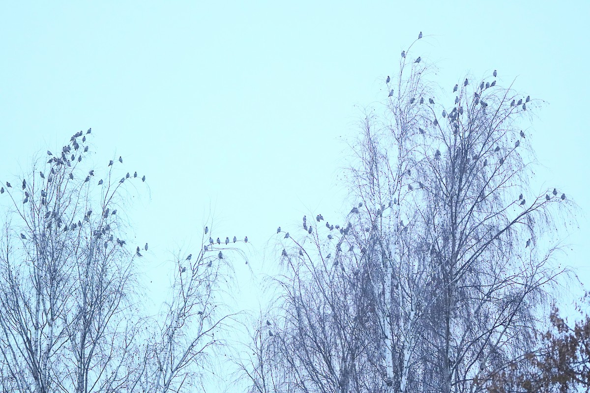 Bohemian Waxwing - ML645944355