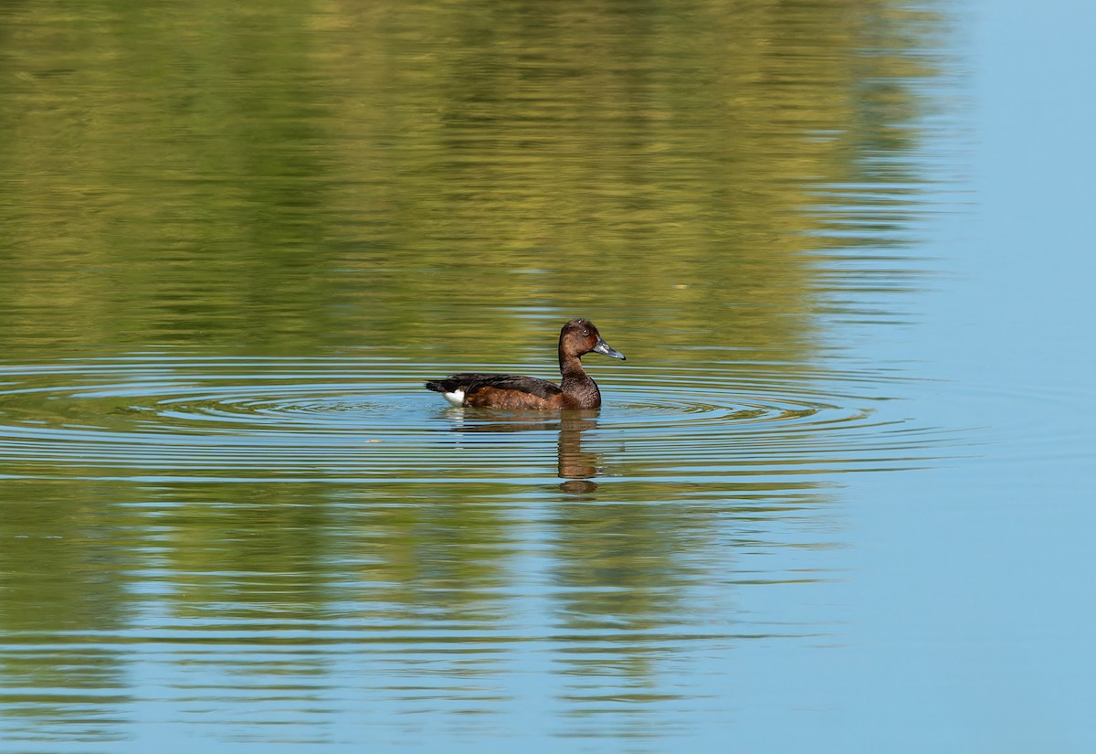 Ferruginous Duck - ML645944356