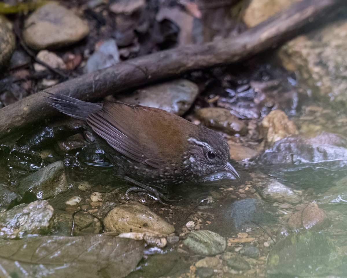 Sharp-tailed Streamcreeper - ML645944358