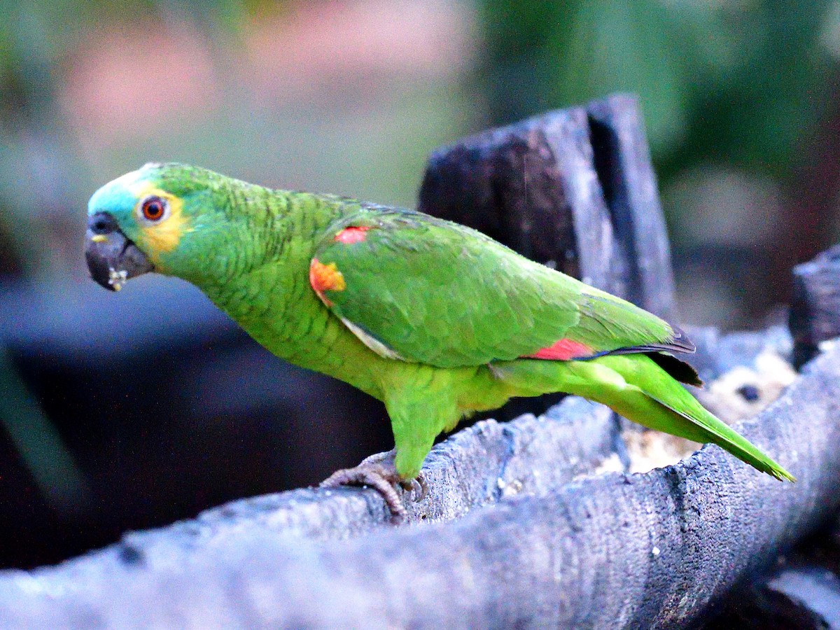 Amazona kopetaurdina - ML645944361