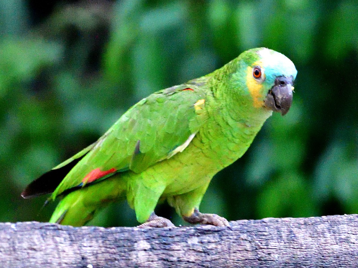 Amazona kopetaurdina - ML645944362