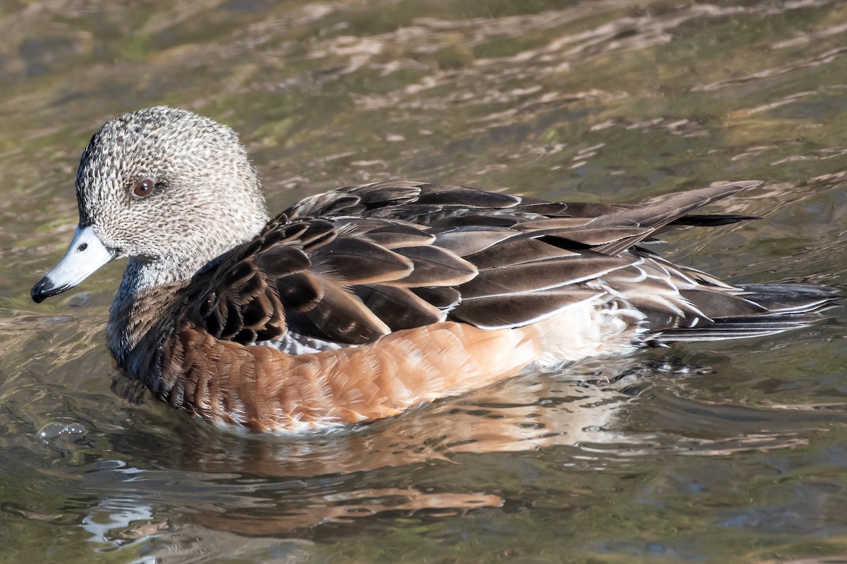 American Wigeon - ML645944365