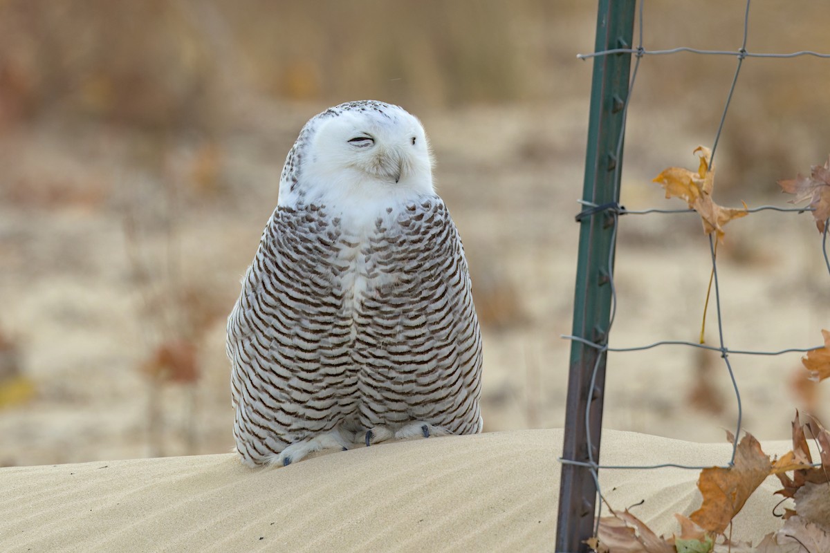 Snowy Owl - ML645944366