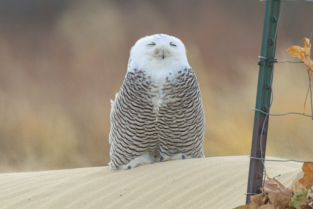Snowy Owl - ML645944367