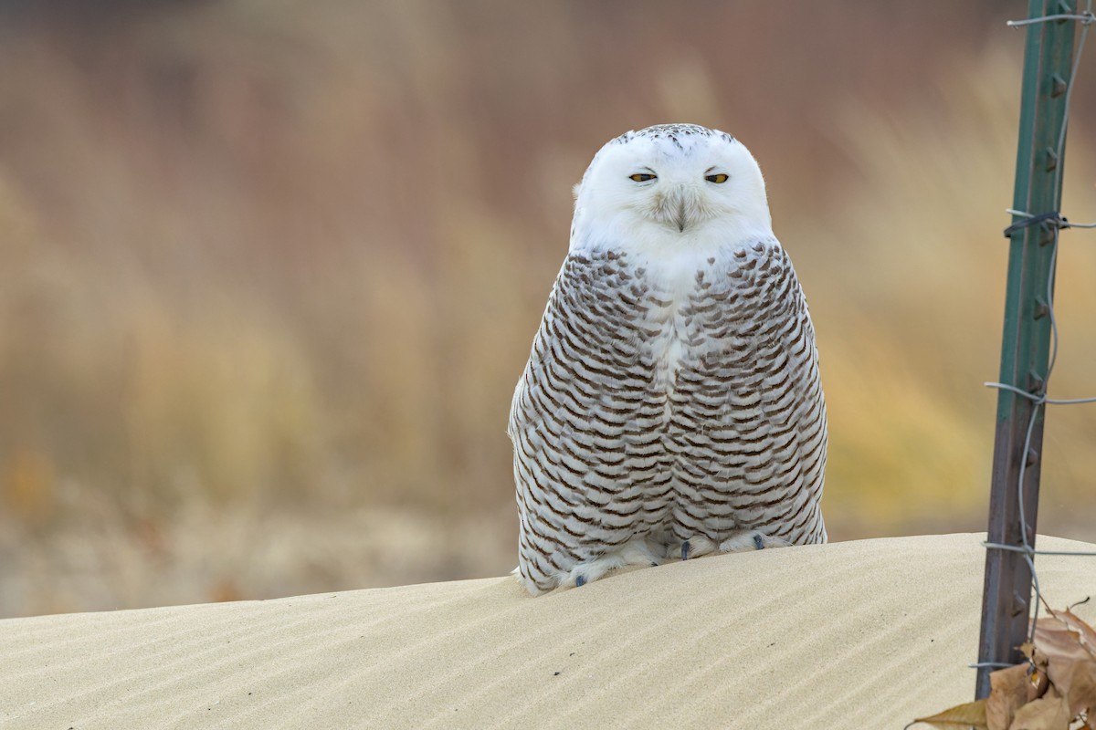 Snowy Owl - ML645944368