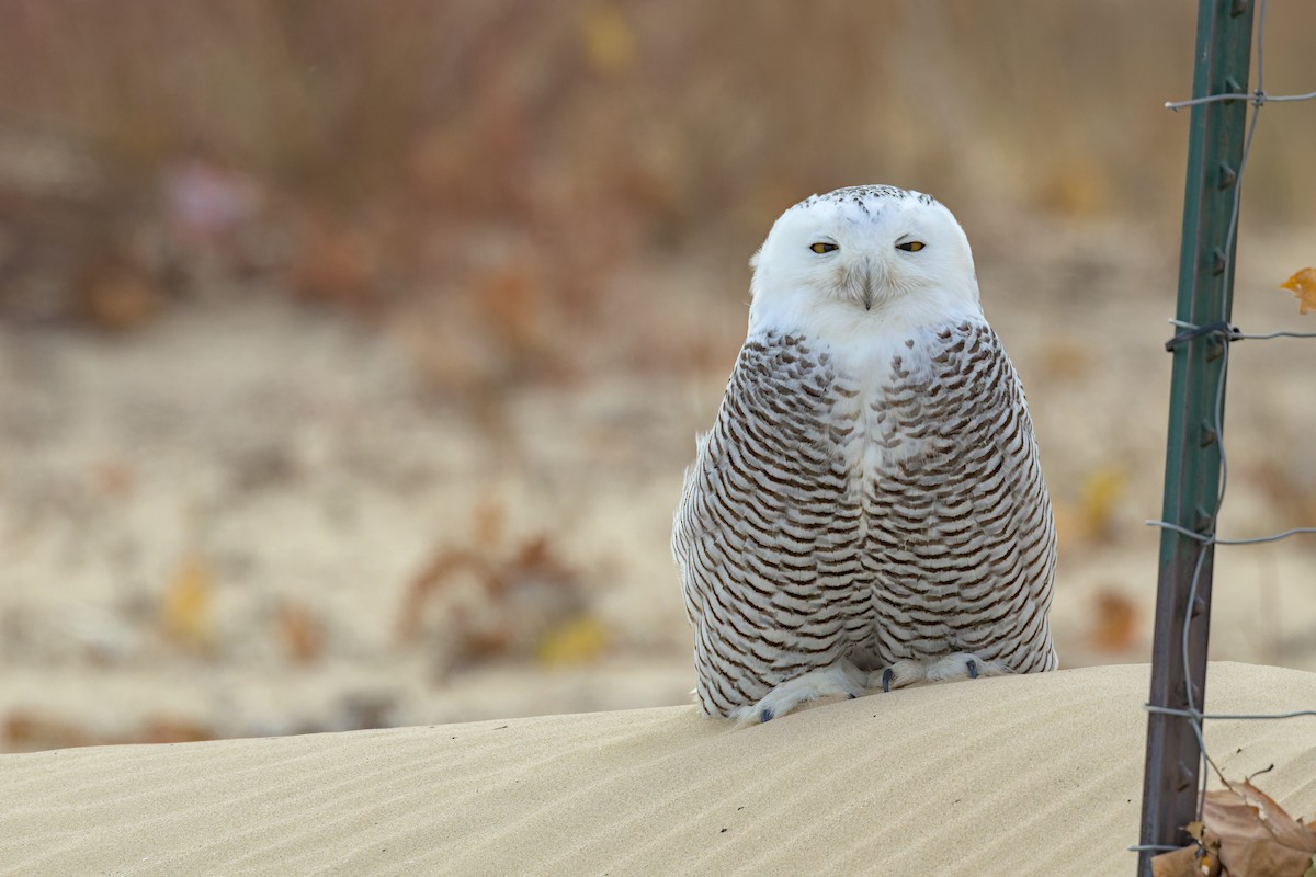 Snowy Owl - ML645944369