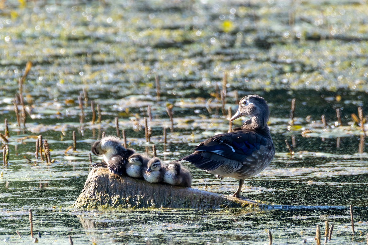 Wood Duck - ML645944370