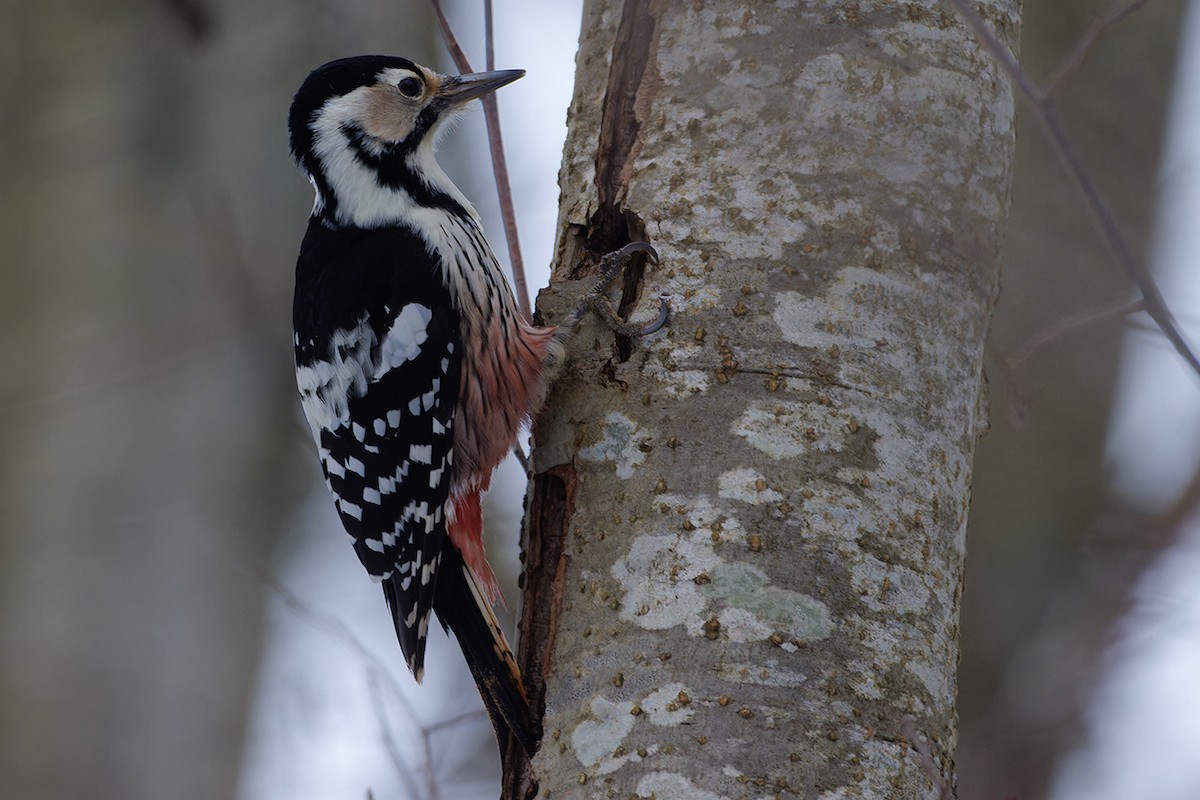 White-backed Woodpecker - ML645944371