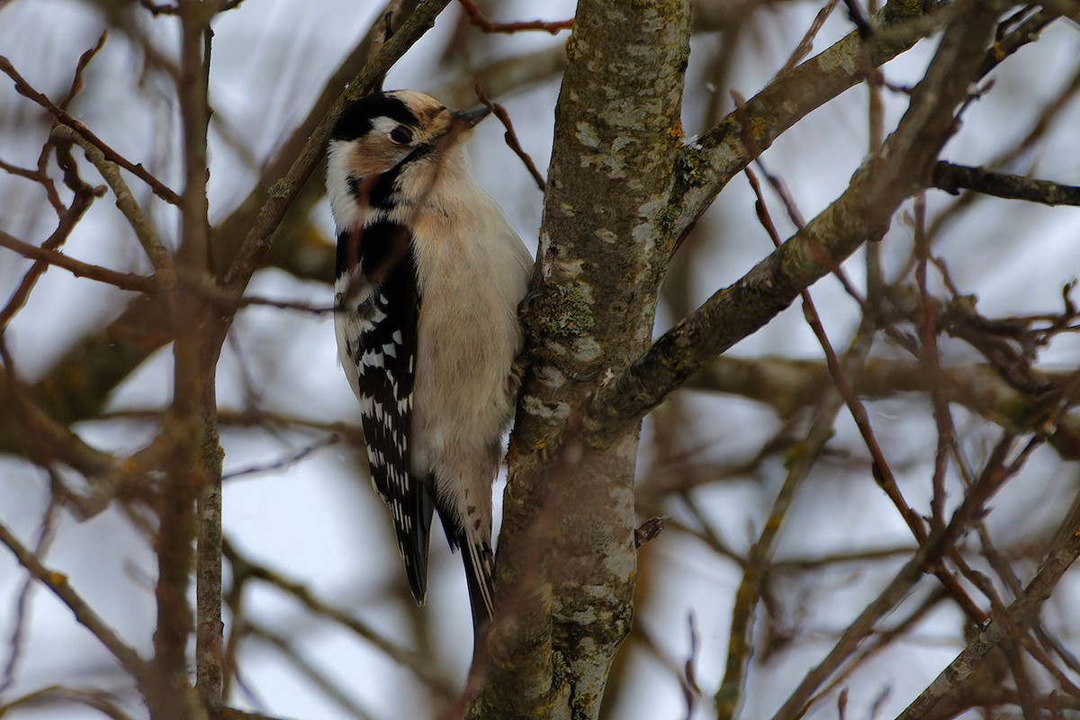 Lesser Spotted Woodpecker - ML645944372