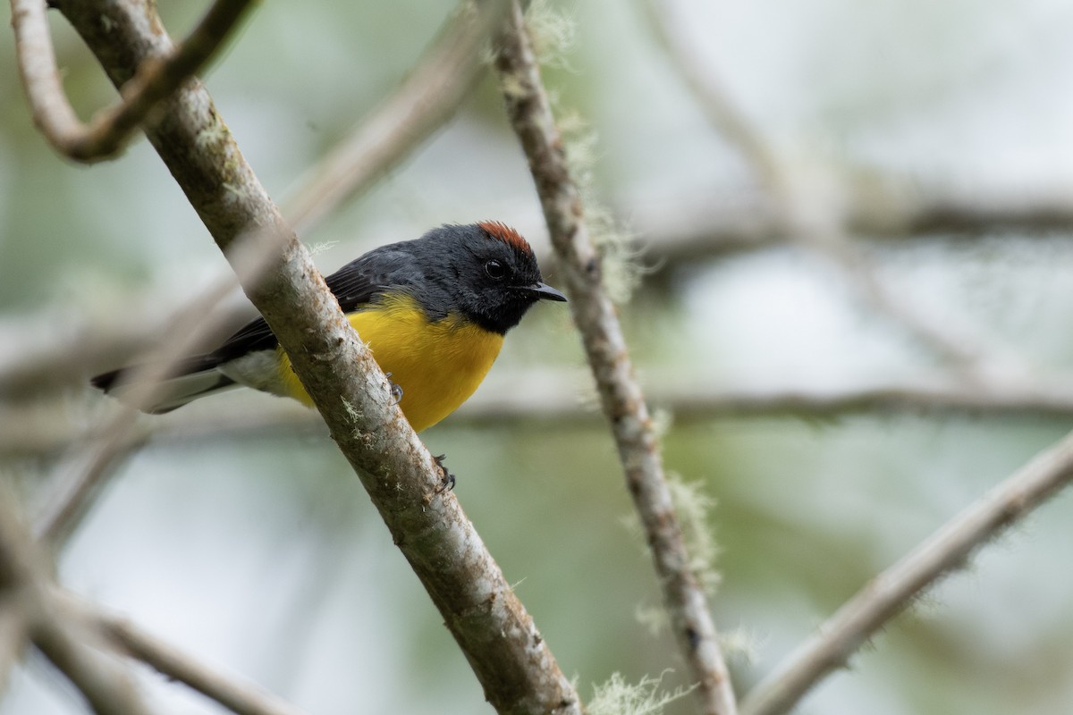 ベニイタダキアメリカムシクイ - ML645944374