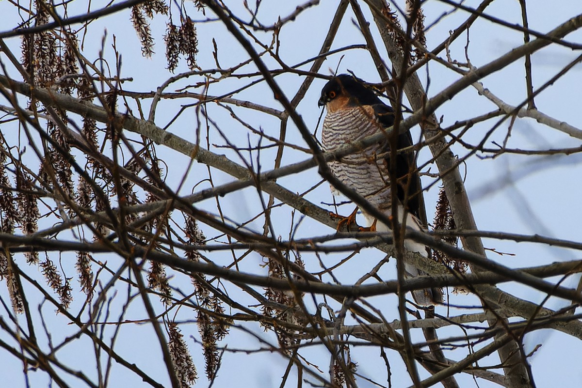 Eurasian Sparrowhawk - ML645944376