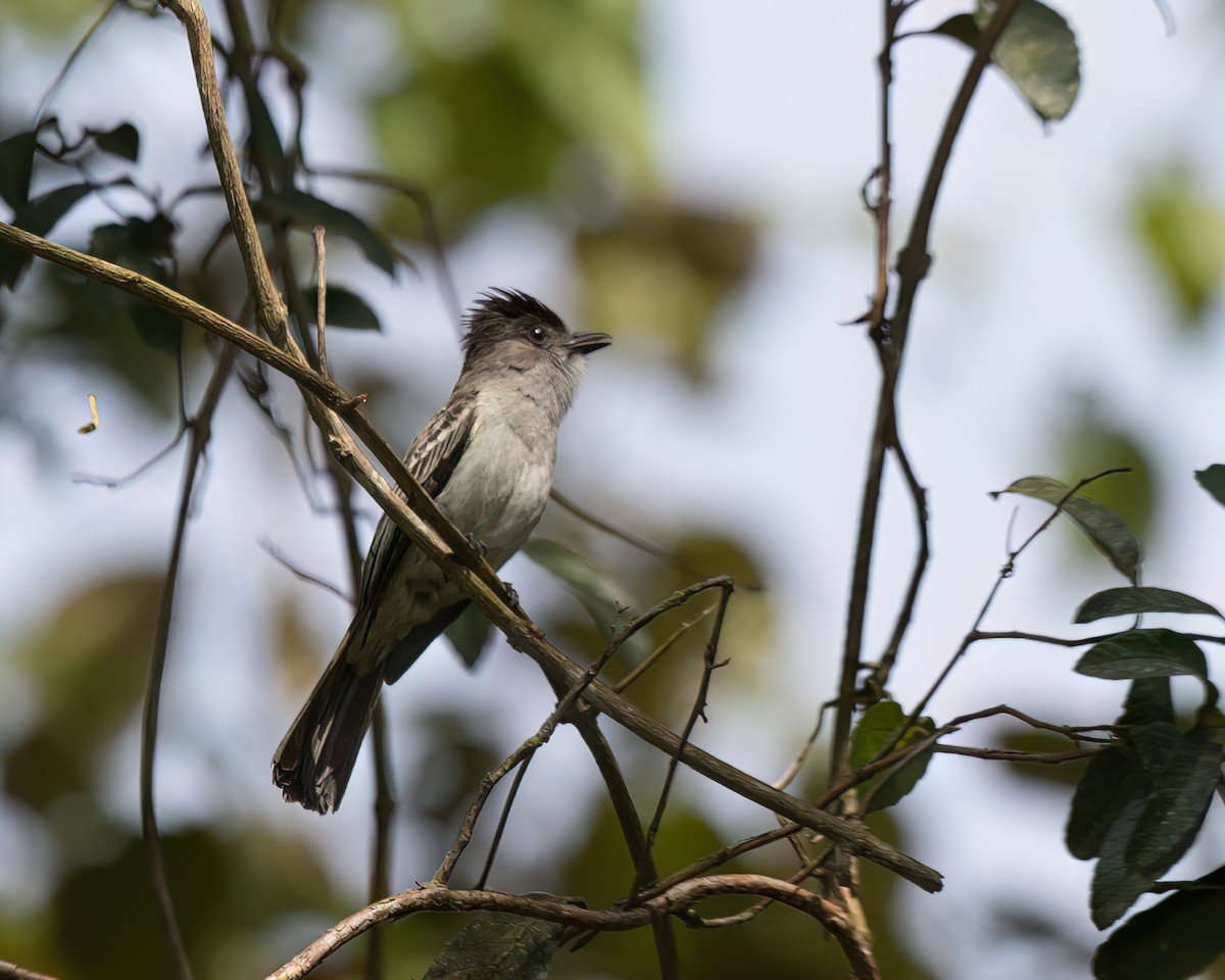 Sibilant Sirystes - ML645944377