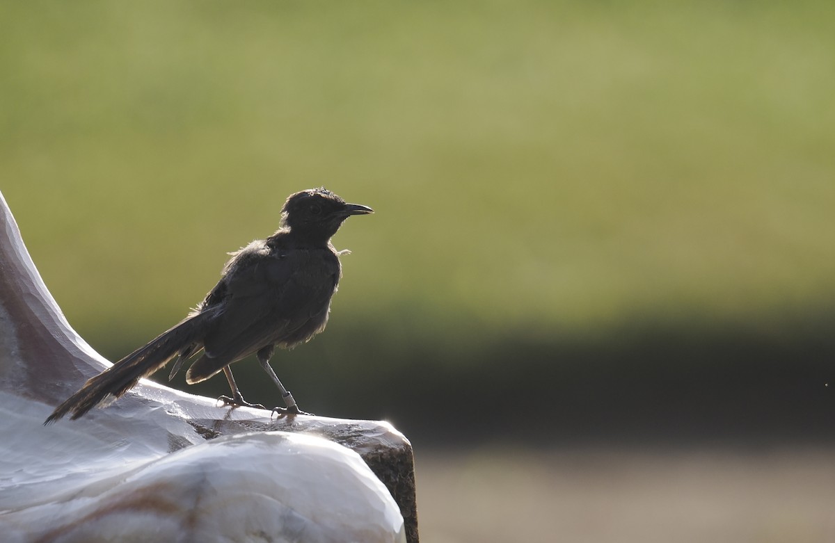 Black Scrub-Robin - ML645944378