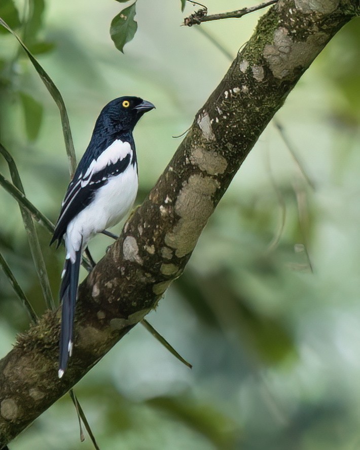 Magpie Tanager - ML645944380