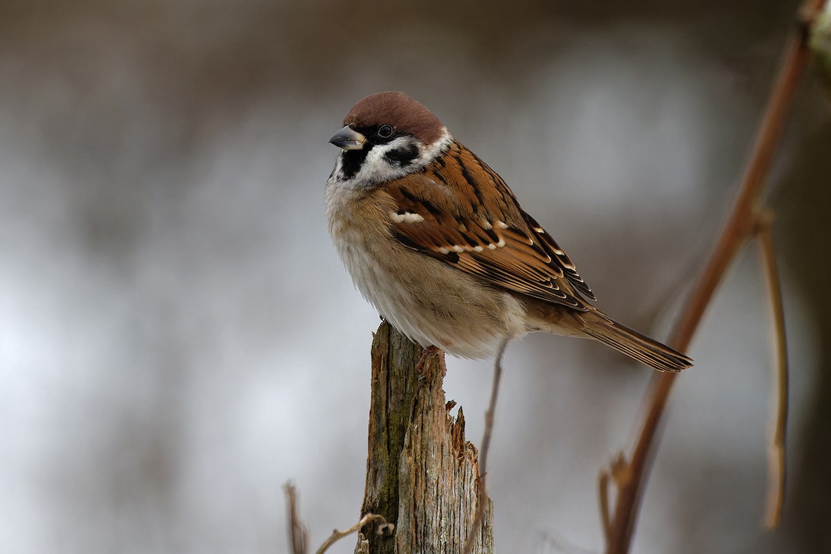 Eurasian Tree Sparrow - ML645944381