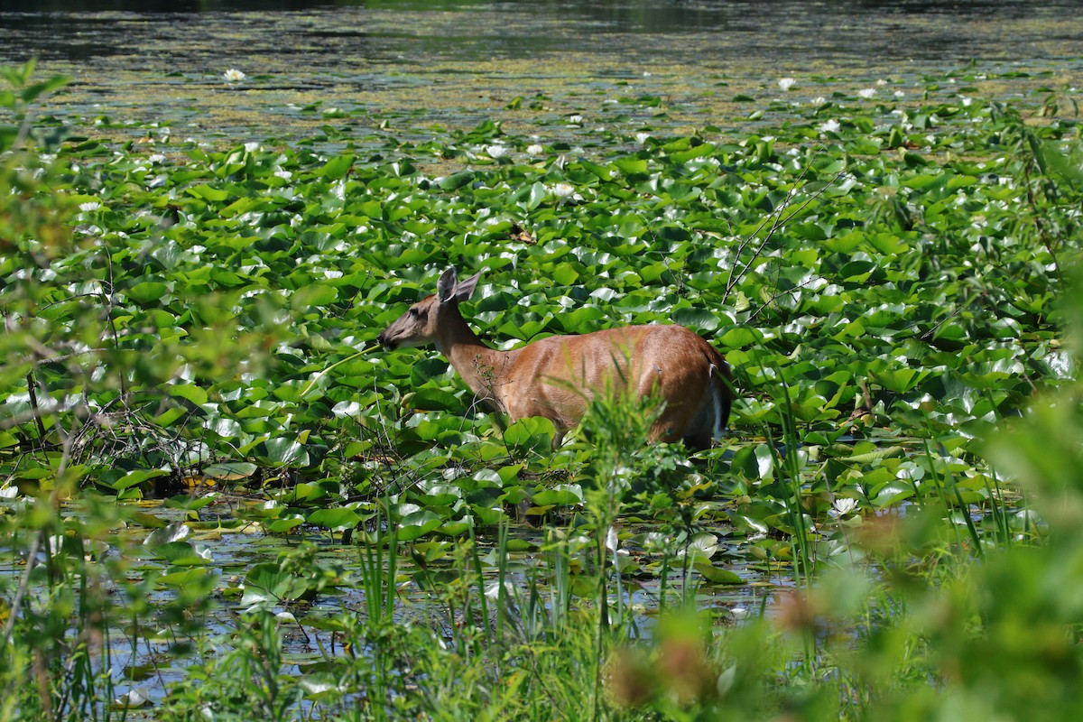 White-tailed Deer - ML645944388