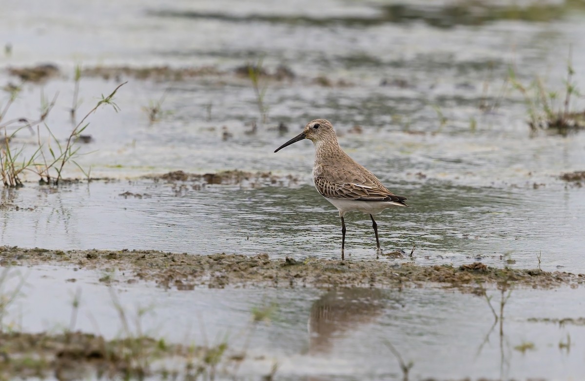 Dunlin - ML645944390