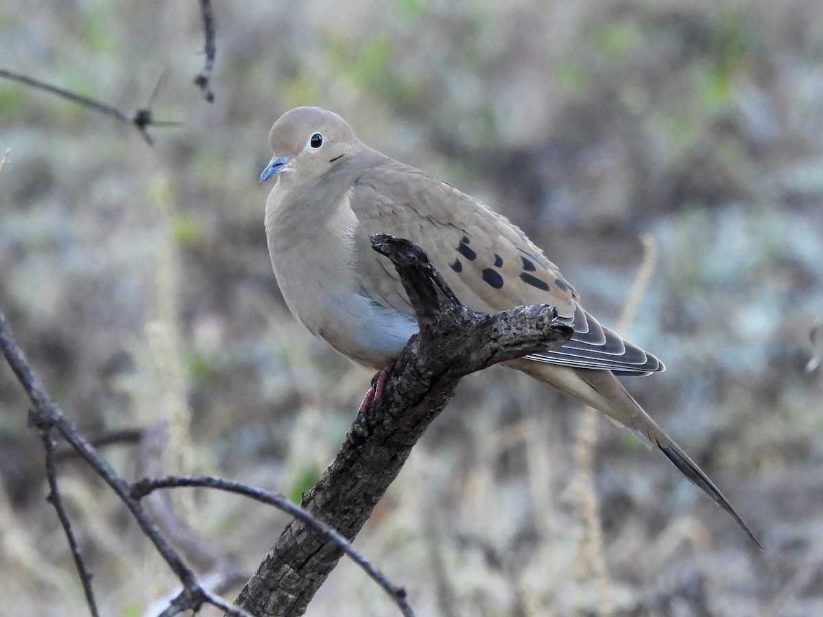 Mourning Dove - ML645944393
