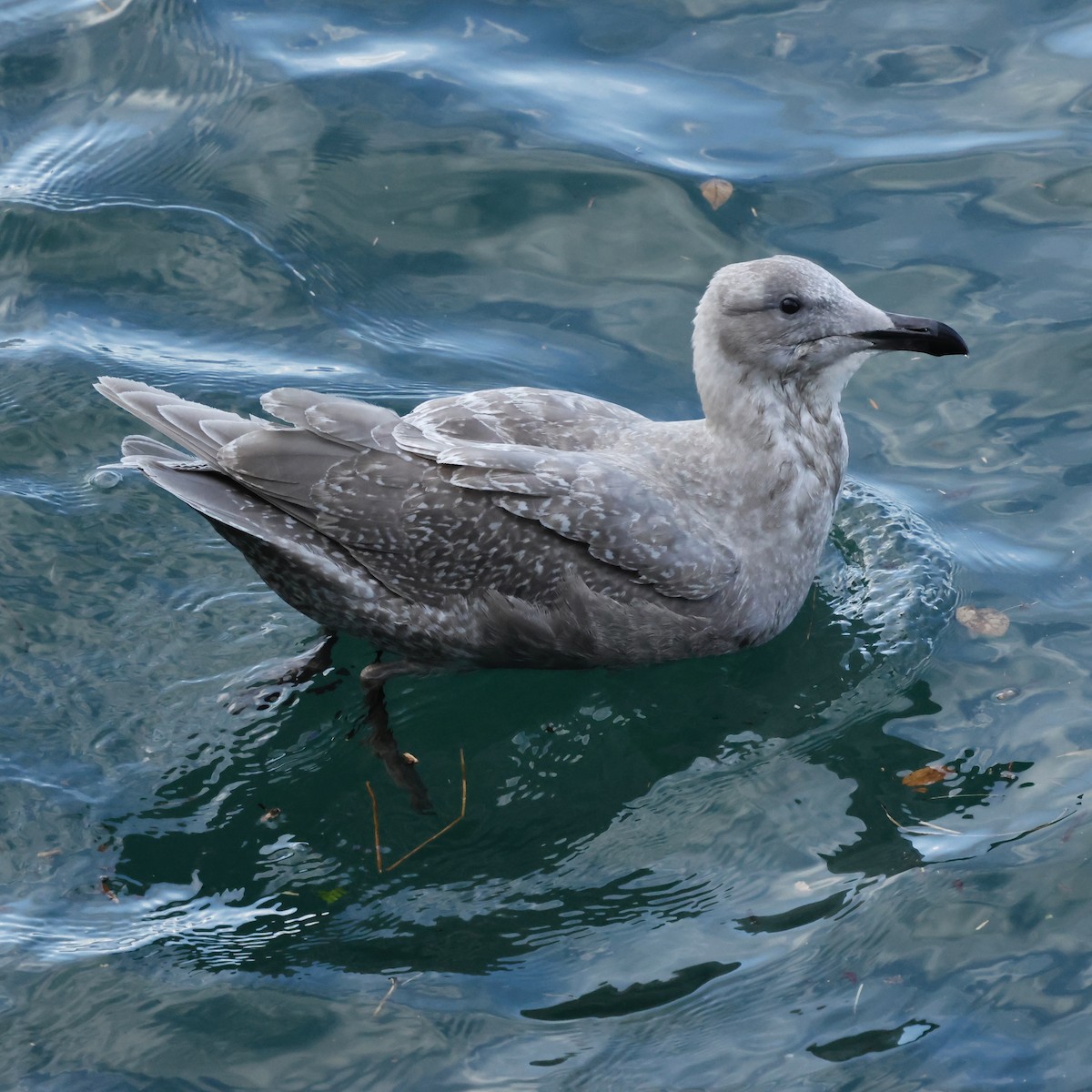 Glaucous-winged Gull - ML645944394