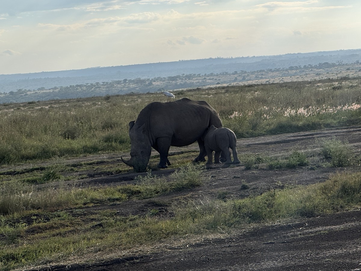 White Rhinoceros - ML645944395