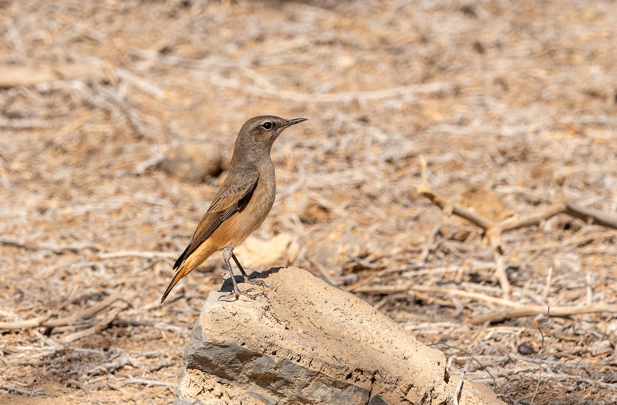 Persian Wheatear - ML645944396