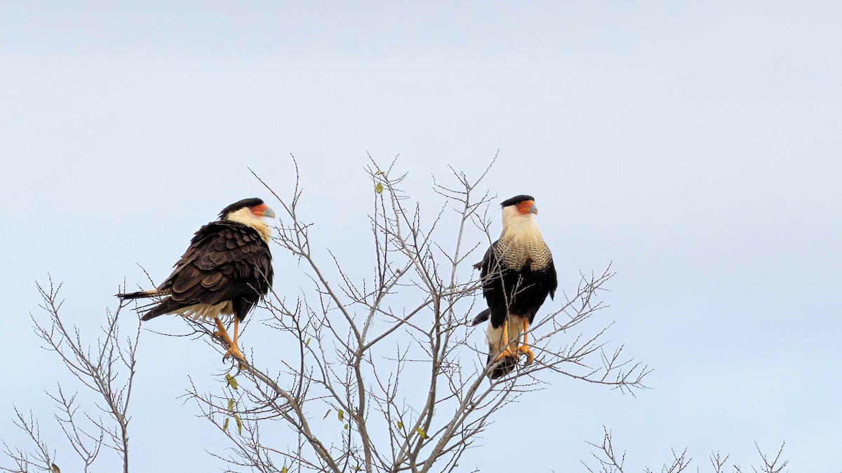 Crested Caracara - ML645944399
