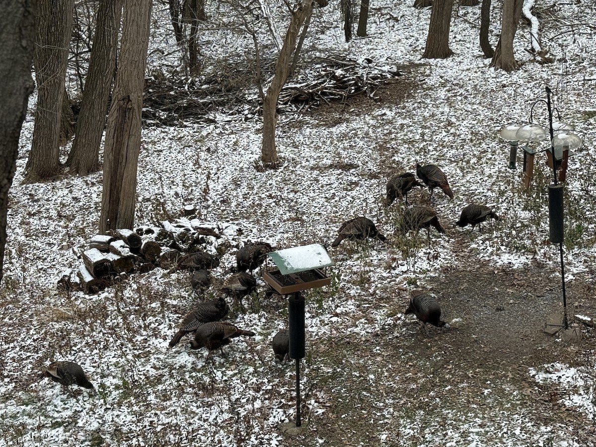 Wild Turkey - ML645944400