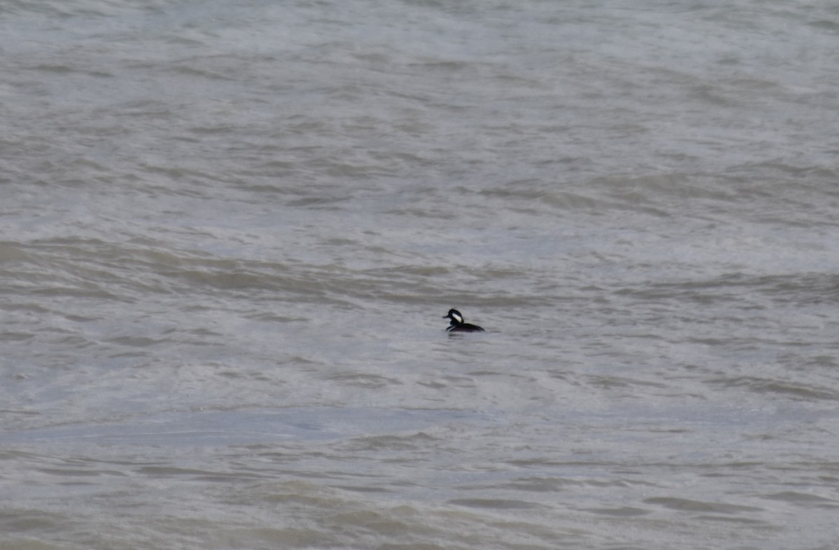 Hooded Merganser - ML645944406