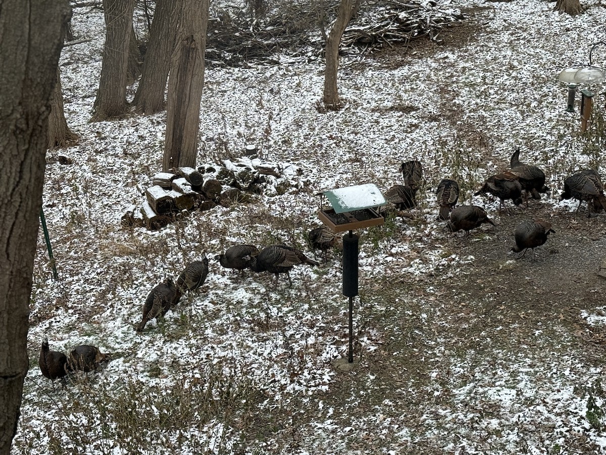 Wild Turkey - ML645944407