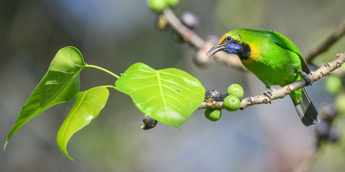 Golden-fronted Leafbird - ML645944417